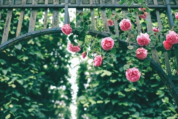Quel est le meilleur moment pour tailler les rosiers en climat méditerranéen ?