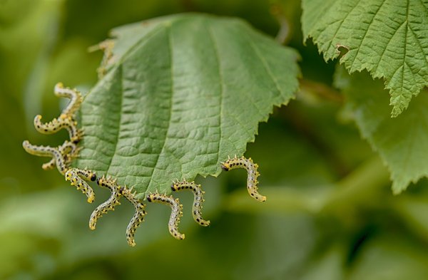 Élimination efficace de la pyrale du buis avec bacillus thuringiensis